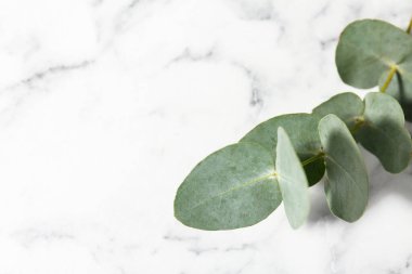 Beyaz mermer zemin üzerinde güzel bir okaliptüs dalı, yakın plan. Metin için boşluk