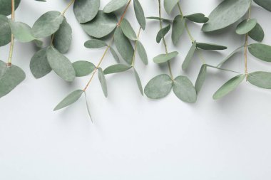 Beyaz arka planda güzel okaliptüs dalları, üst manzara. Metin için boşluk