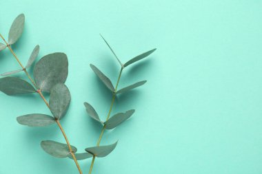 Turkuaz arka planda güzel okaliptüs dalları, üst manzara. Metin için boşluk