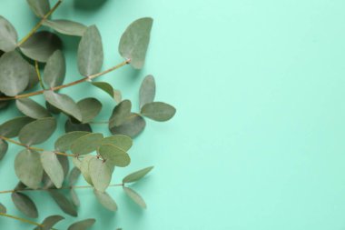 Turkuaz arka planda güzel okaliptüs dalları, üst manzara. Metin için boşluk