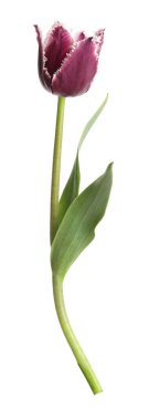 Bir güzel renkli lale beyazda izole edilmiş.