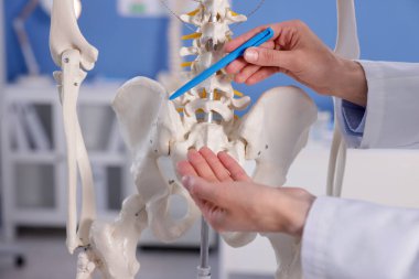 Doktor klinikteki insan iskeleti modelinin bölümlerini gösteriyor.