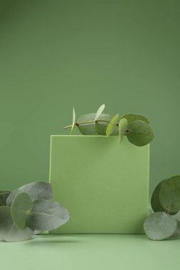 Yeşil zemine karşı podyumda güzel okaliptüs dalları