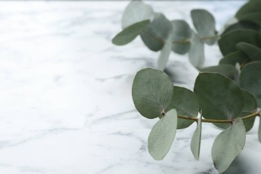 Güzel okaliptüs dalları beyaz mermer masada, yakın plan. Metin için boşluk