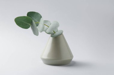 Beyaz arkaplanda vazoda güzel bir okaliptüs dalı