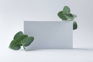 Güzel okaliptüs dalları ve beyaz arka planda boş kart