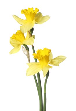 Üç güzel sarı nergis beyaz üzerine izole edilmiş.