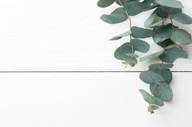 Okaliptüs dalları beyaz ahşap masada, düz yerde. Metin için boşluk