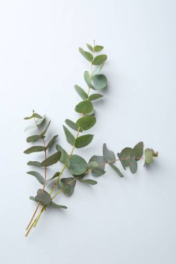 Beyaz zemin üzerinde okaliptüs dalları, düz yatıyordu