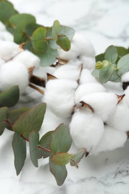Okaliptüs dalları ve pamuk çiçekleri beyaz mermer masa üzerinde, yakın plan
