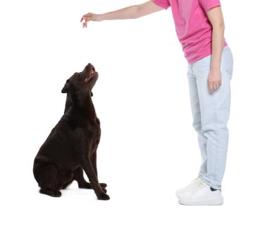 Köpeğini beyaz arka planda eğiten kadın, yakın plan.