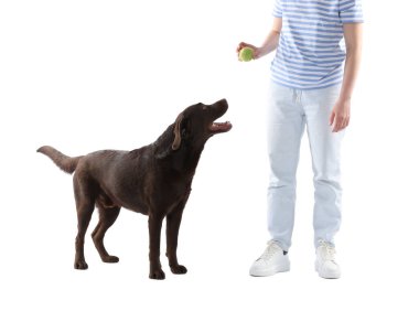 Oyuncağı olan kadın köpeğini beyaz arka planda eğitiyor, yakın plan.