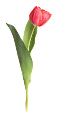 beyaz izole bir güzel Pembe Lale