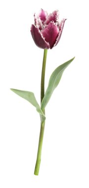 Bir güzel renkli lale beyazda izole edilmiş.