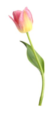 Güzel renkli bir lale beyaza izole edilmiş.