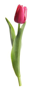 beyaz izole bir güzel Pembe Lale