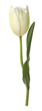 Bir güzel renkli lale beyazda izole edilmiş.