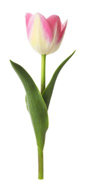 Güzel renkli bir lale beyaza izole edilmiş.