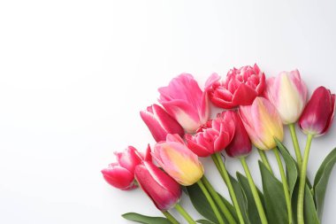 Beyaz arka planda güzel laleler, düz bir zemin. Metin için boşluk
