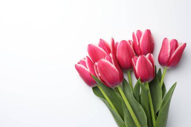 Beyaz arka planda güzel laleler, düz bir zemin. Metin için boşluk