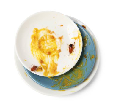 Beyaz arka planda kirli tabaklarda sürünen hamamböcekleri.