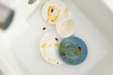 Mutfak lavabosunda kirli tabaklarda sürünen hamamböcekleri.