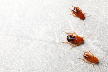 Gri masada üç hamamböceği yatıyordu. Metin için boşluk