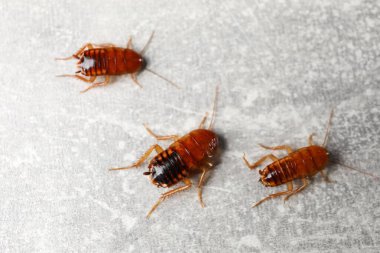 Gri masada üç hamamböceği yatıyordu.