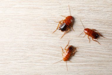 Tahta masada üç hamamböceği, düz yatıyordu. Metin için boşluk