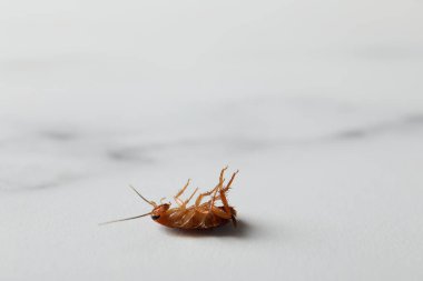 Beyaz mermer masada bir hamamböceği, yakın plan. Metin için boşluk