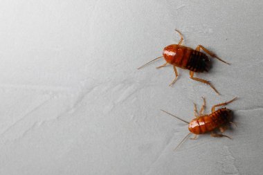 Açık gri masada iki hamamböceği, düz yatıyordu. Metin için boşluk