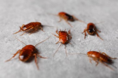 Gri masada bir sürü hamamböceği var, yakın plan. Haşere kontrolü