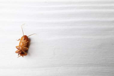 Beyaz ahşap masada bir hamamböceği, üst manzara. Metin için boşluk