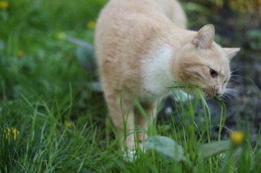 Yeşil çimlerin üzerinde yürüyen sevimli kızıl kedi.