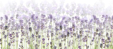 Beyaz arkaplanda güzel lavanta çiçekleri, seçici odak