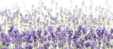 Beyaz arkaplanda güzel lavanta çiçekleri, seçici odak