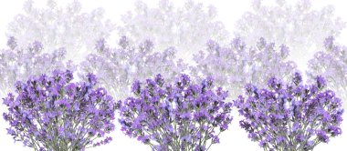 Beyaz arkaplanda güzel lavanta çiçekleri, seçici odak