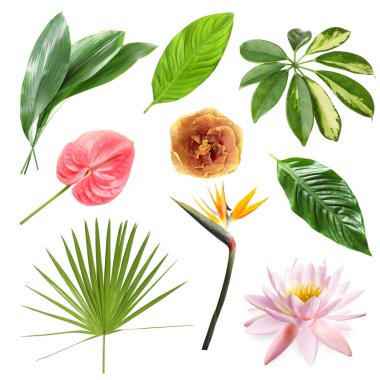 Beyaz arka planda farklı tropikal yapraklar ve çiçekler, set