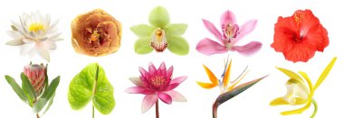 Güzel tropikal çiçekler beyaz sette izole edilmiş.