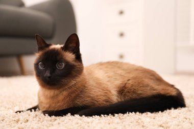 Evdeki bej halıdaki sevimli Tayland kedisi