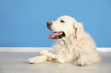 Mavi duvarın yanında yerde kemikleri çiğnenmiş şirin bir köpek.