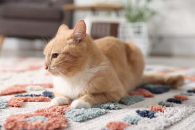Evdeki yumuşak halıda sevimli kızıl kedi, yakın plan.
