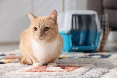 Şirin kedi ve hayvan taşıyıcısı evde, seçici bir odak noktası.