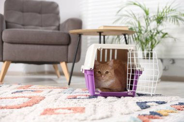 Evdeki evcil hayvan taşıyıcısının içinde sevimli bir kedi.