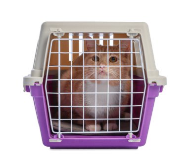 Kapalı evcil hayvan taşıyıcısındaki şirin kedi beyazda izole edilmiş.