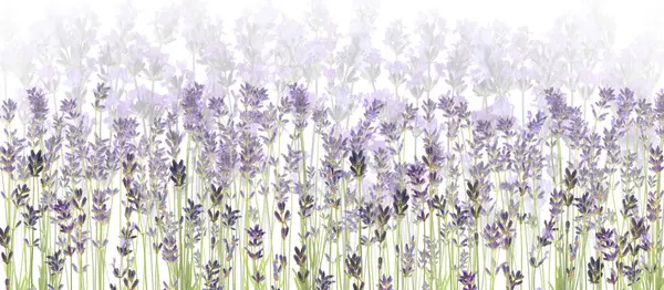 Beyaz arkaplanda güzel lavanta çiçekleri, seçici odak