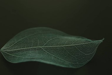 Siyah zemin üzerinde güzel iskelet yaprağı, makro görünüm