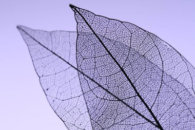 Menekşe arkaplanda güzel iskelet yaprakları, makro görünüm