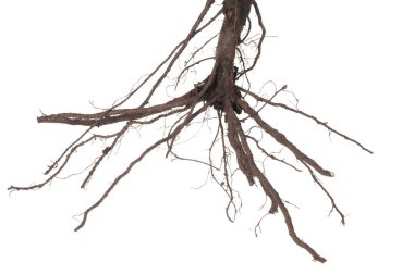 Kökleri beyaza ayrılmış bir bitki.