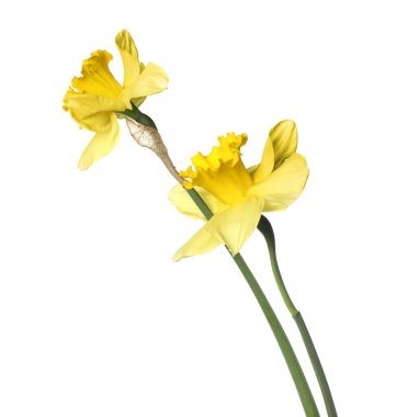 İki güzel sarı nergis beyaz üzerinde izole edilmiş.